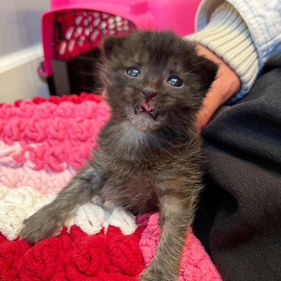 Kitten Comes with Little White Beard that Gradually Disappears As She ...