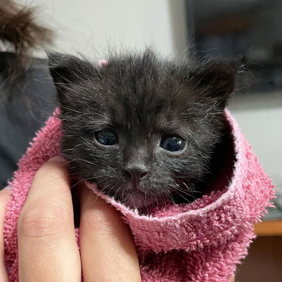 purrito kitten