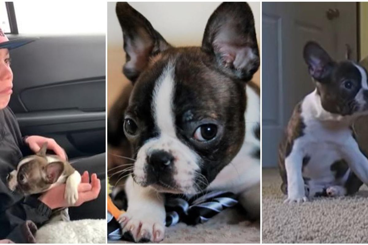 kids, puppies, dogs, animals, pets, cancer, death, fathers, dads, family, love, heartwarming