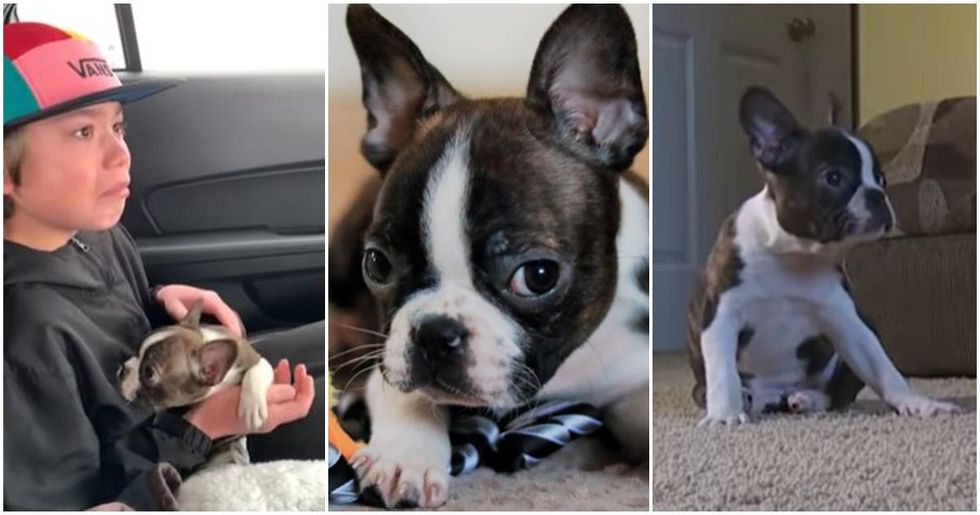 Boy moved to tears after learning his new puppy was a gift from his recently deceased father