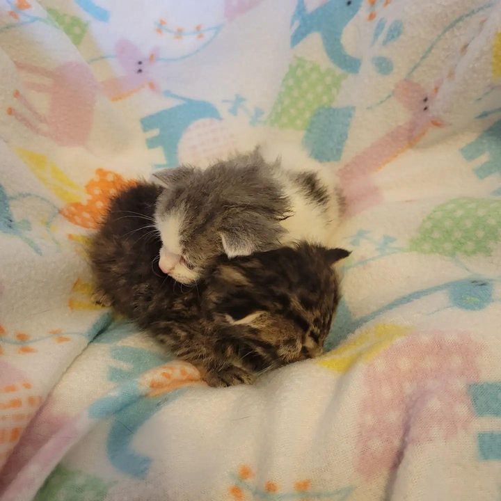 rescued kittens