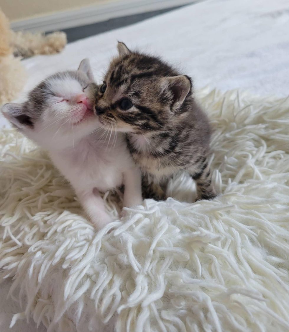 kitten kisses