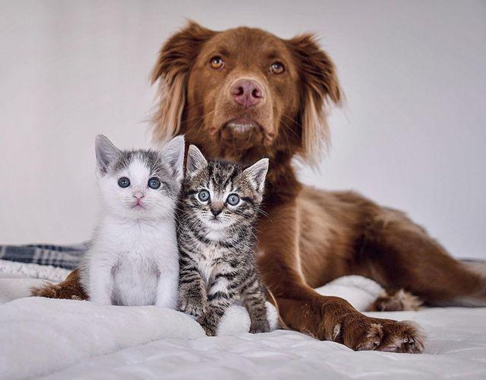 kittens and dog