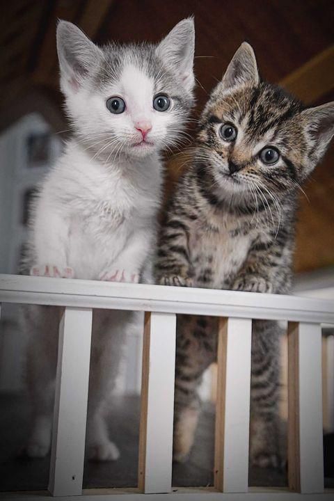 curious kittens