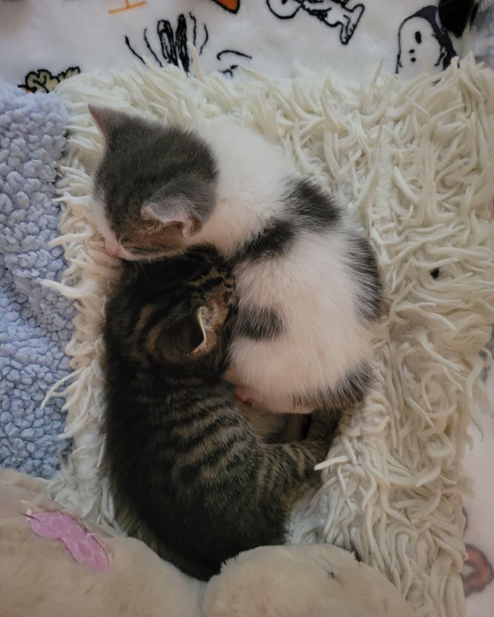 snuggly kittens