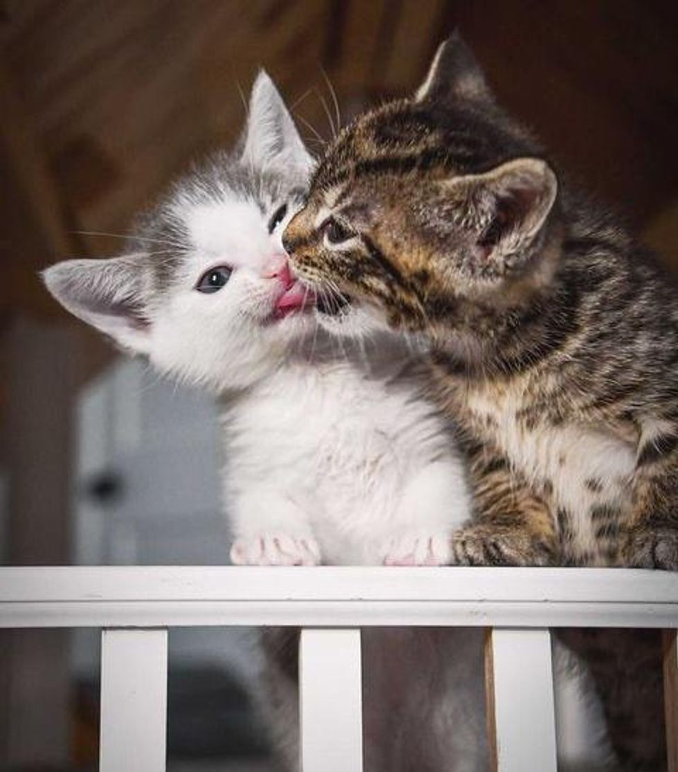 kitten kisses