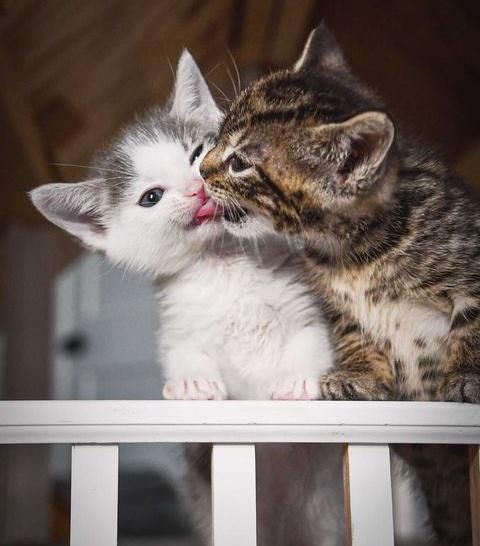 kitten kisses