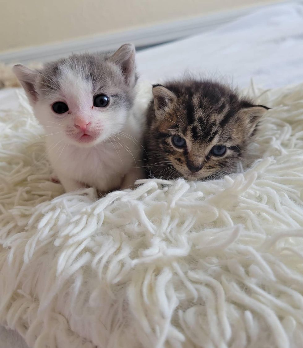 cute kittens