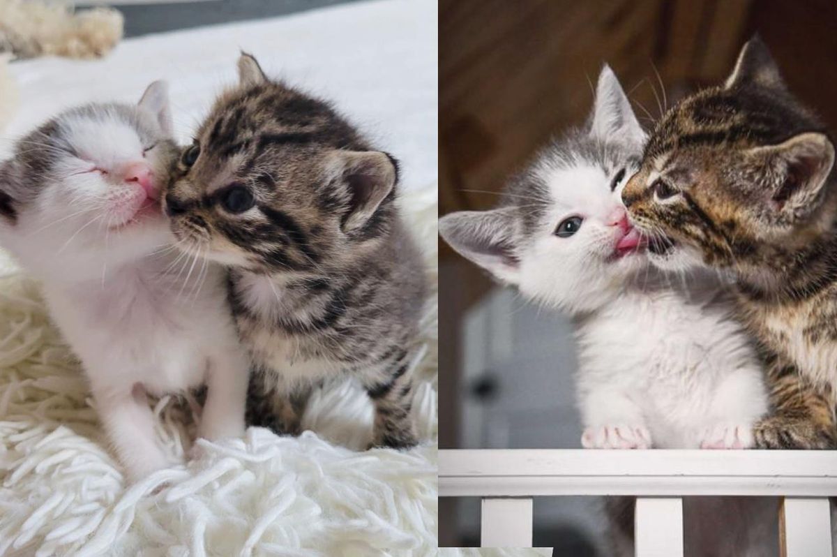 Kittens Found at Mobile Home Park Crying for Help, Now Can't Get Enough of Each Other