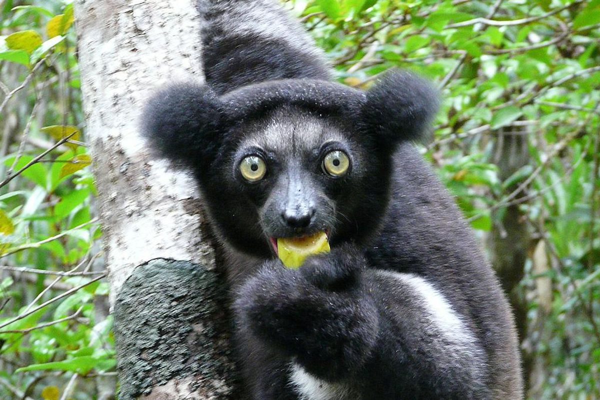 Singing lemurs categorical rhythm