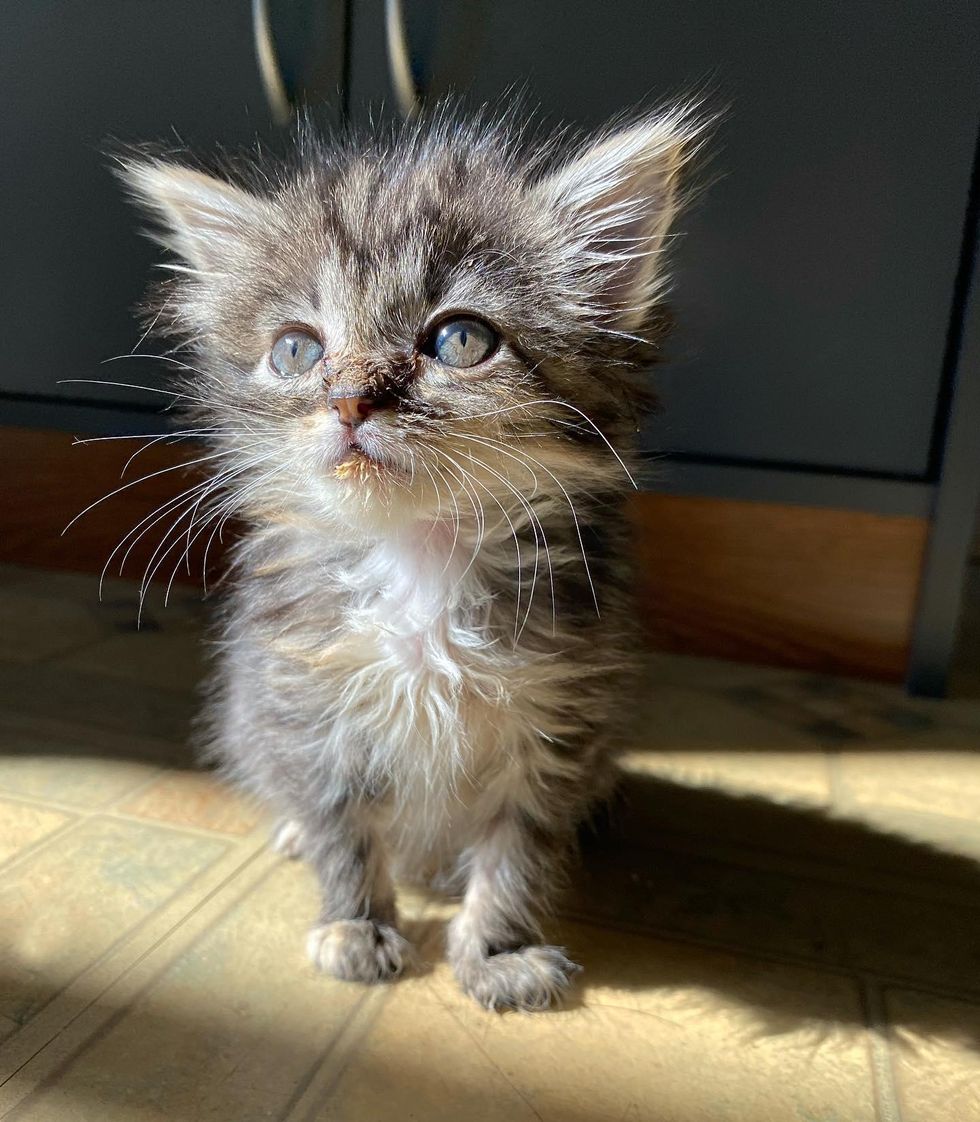 fluffy tabby kitten