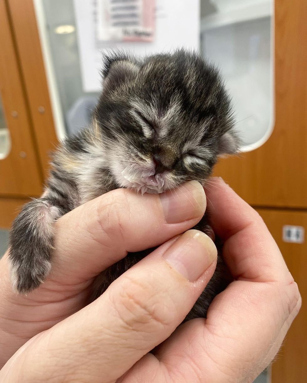 rescued baby kitten