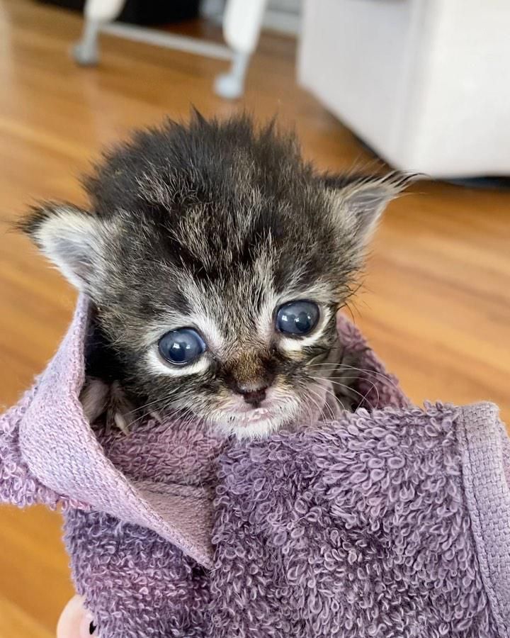 purrito kitten