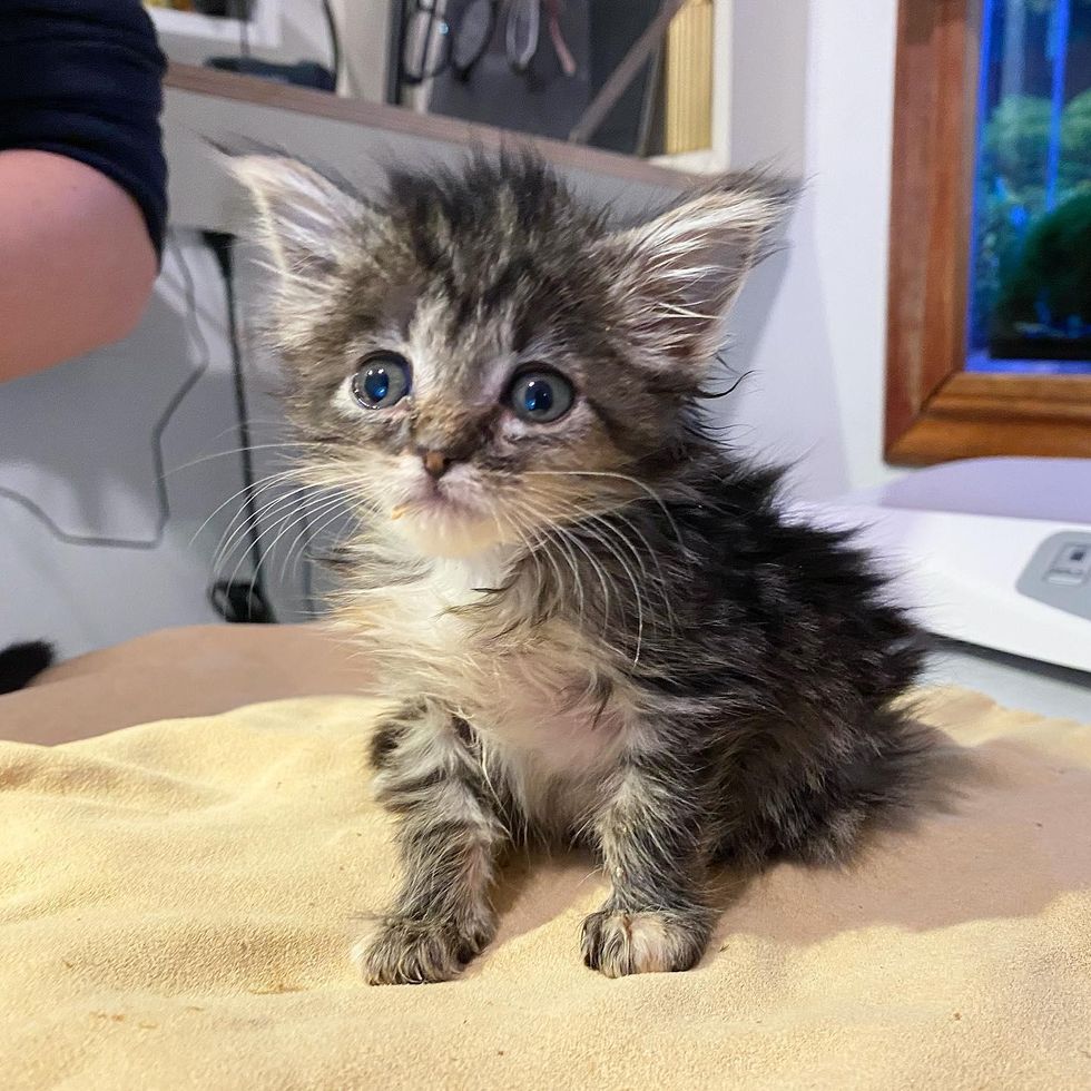 pint-sized kitten, bagel kitten