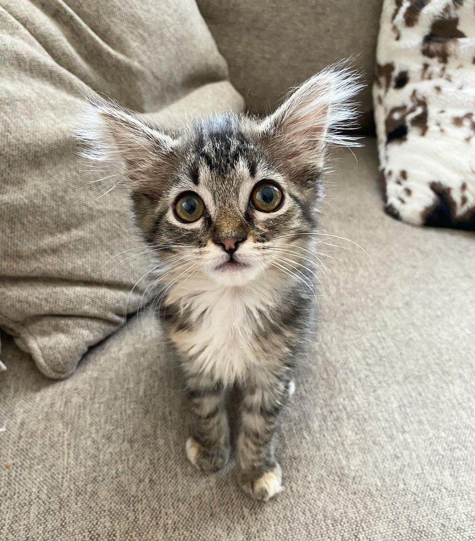 Kitten Size of a Bagel Seeks to Live Full Life Despite Being Late ...