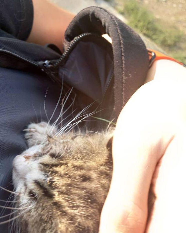 Internet Falls in Love With Cat Who Travels on Owner's Back—'Safe