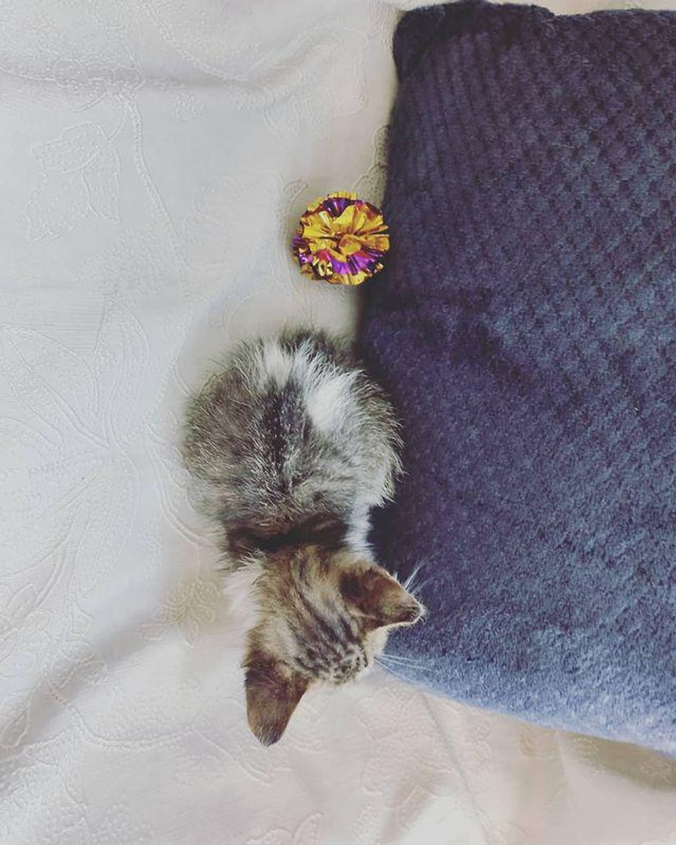 tiny kitten