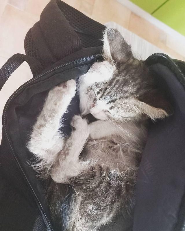 kitten in backpack