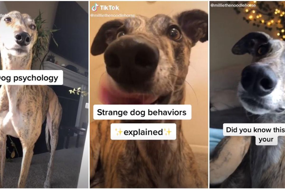 dog psychology, dog tips, dog videos