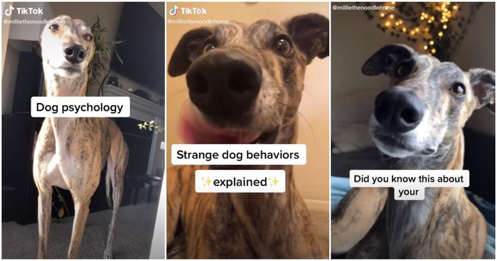 Therapist makes adorable videos explaining everything you should know about dog psychology