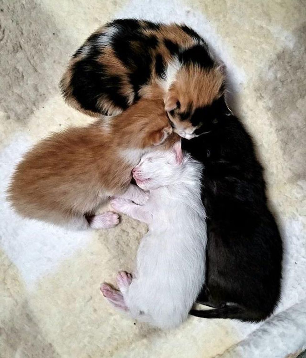 petits chatons nouveau-nés