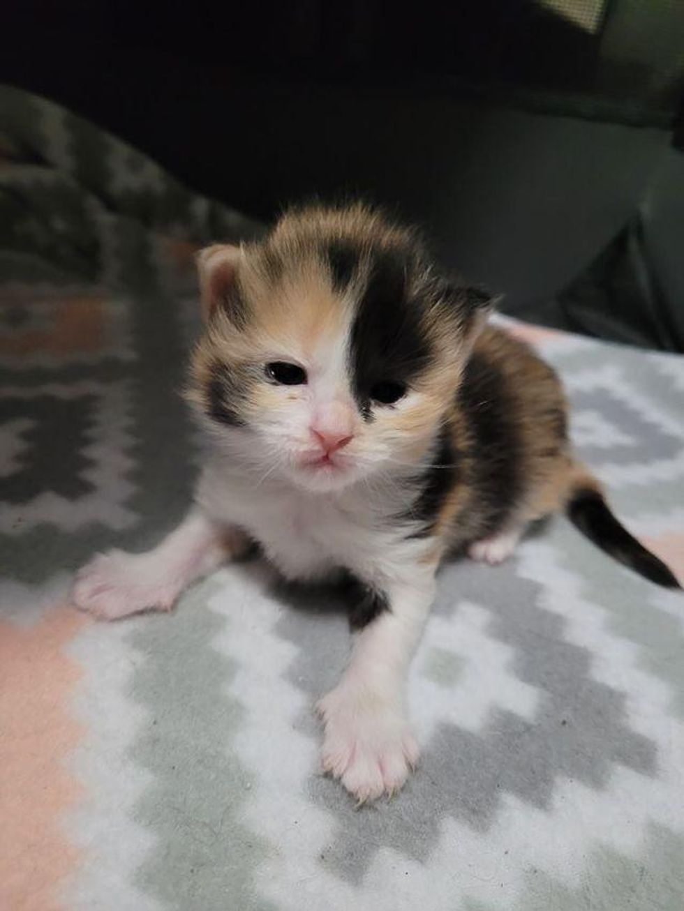 calico kitten