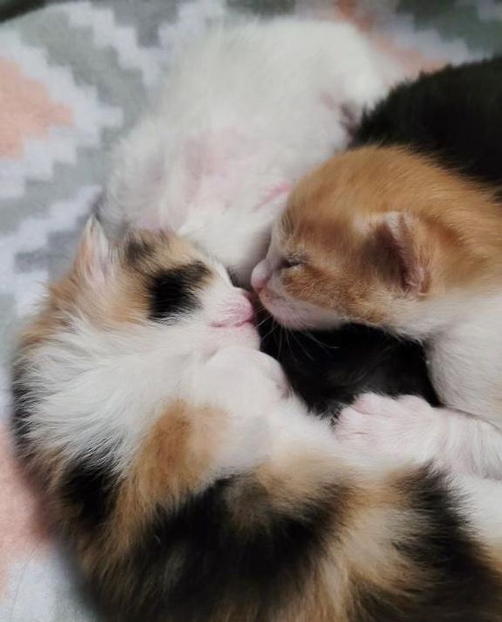 kitten kiss