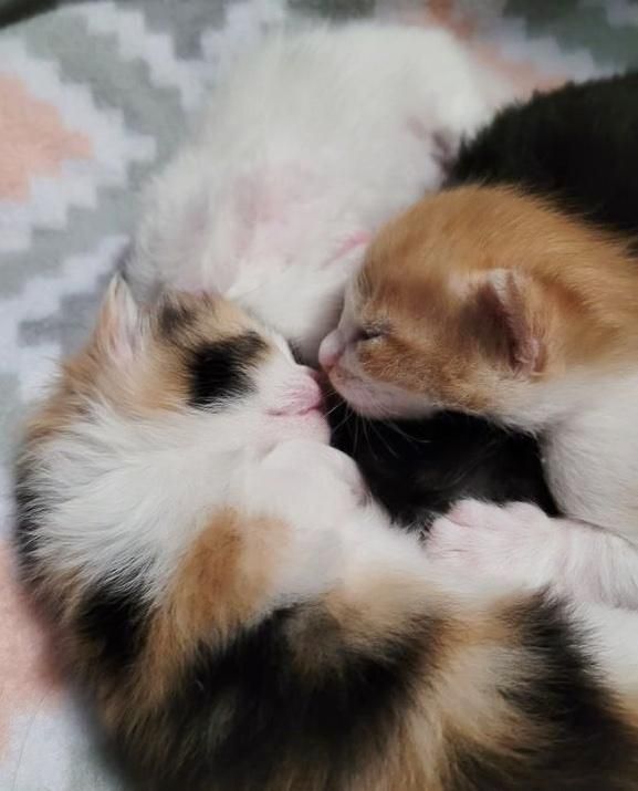 kitten kiss