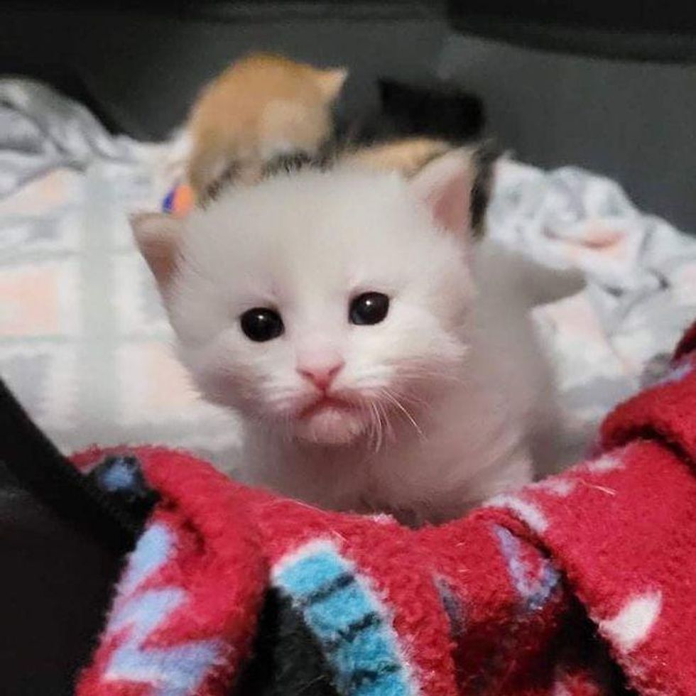 snowy kitten