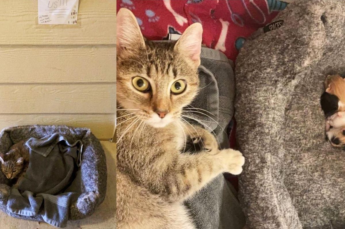 Cat Found Outside with Her Newborn Kittens and a Note is So Grateful to Be Helped