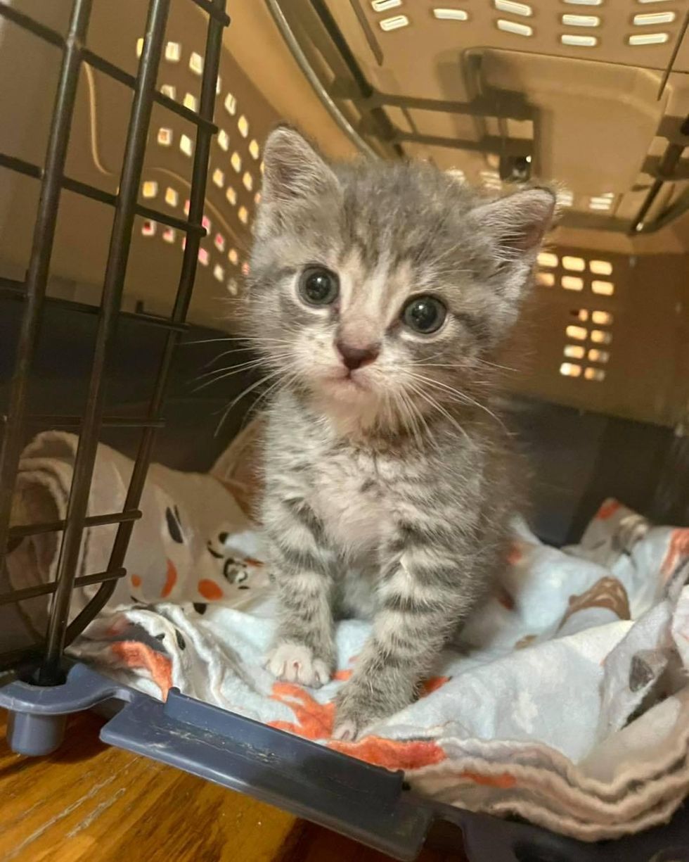 Kitten Wears Cute Sock Shirts to Protect His Chest and Runs Around Like ...