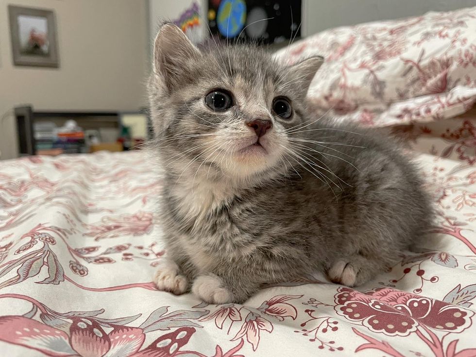tiny grey kitten