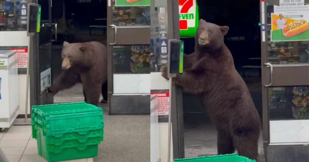 7-Eleven Worker Panics After Bear Decides To Come Into Store Looking For A Snack In Viral Video