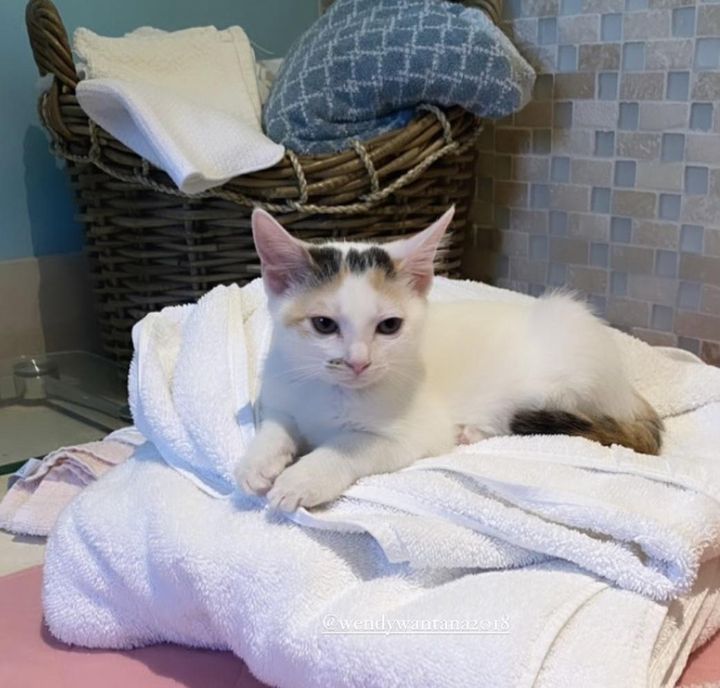 kitten and towels