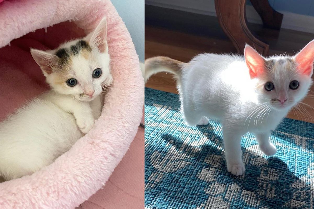 Kitten Walks Around as a Tripod with So Much Tenacity After She Was Given a Fighting Chance