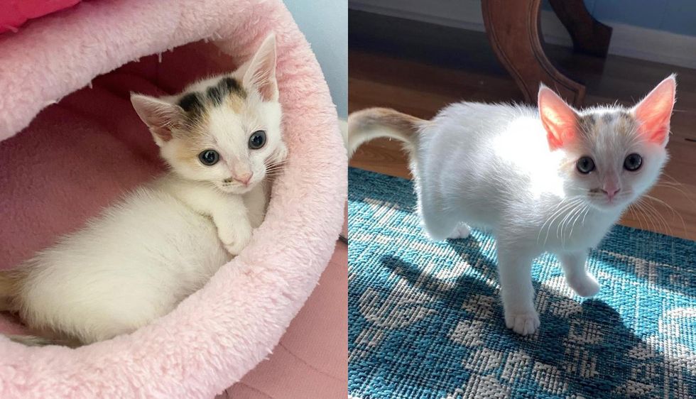 Kitten Walks Around as a Tripod with So Much Tenacity After She Was Given a Fighting Chance