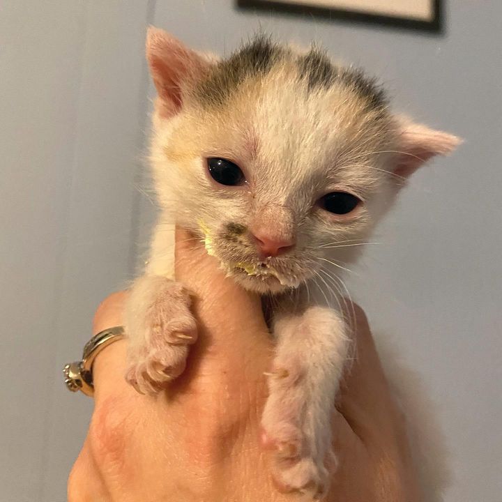 bottle kitten