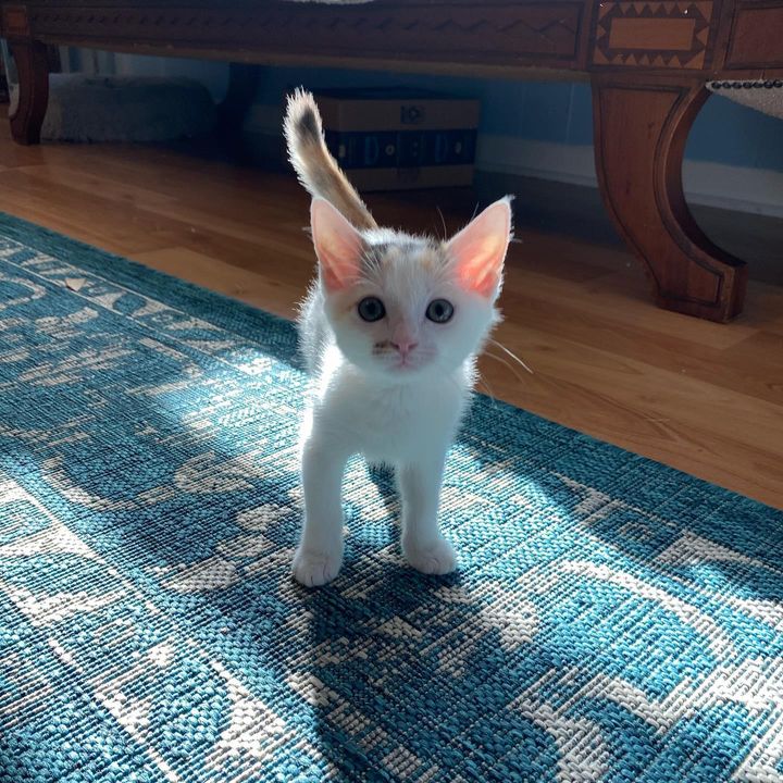 3-legged kitten