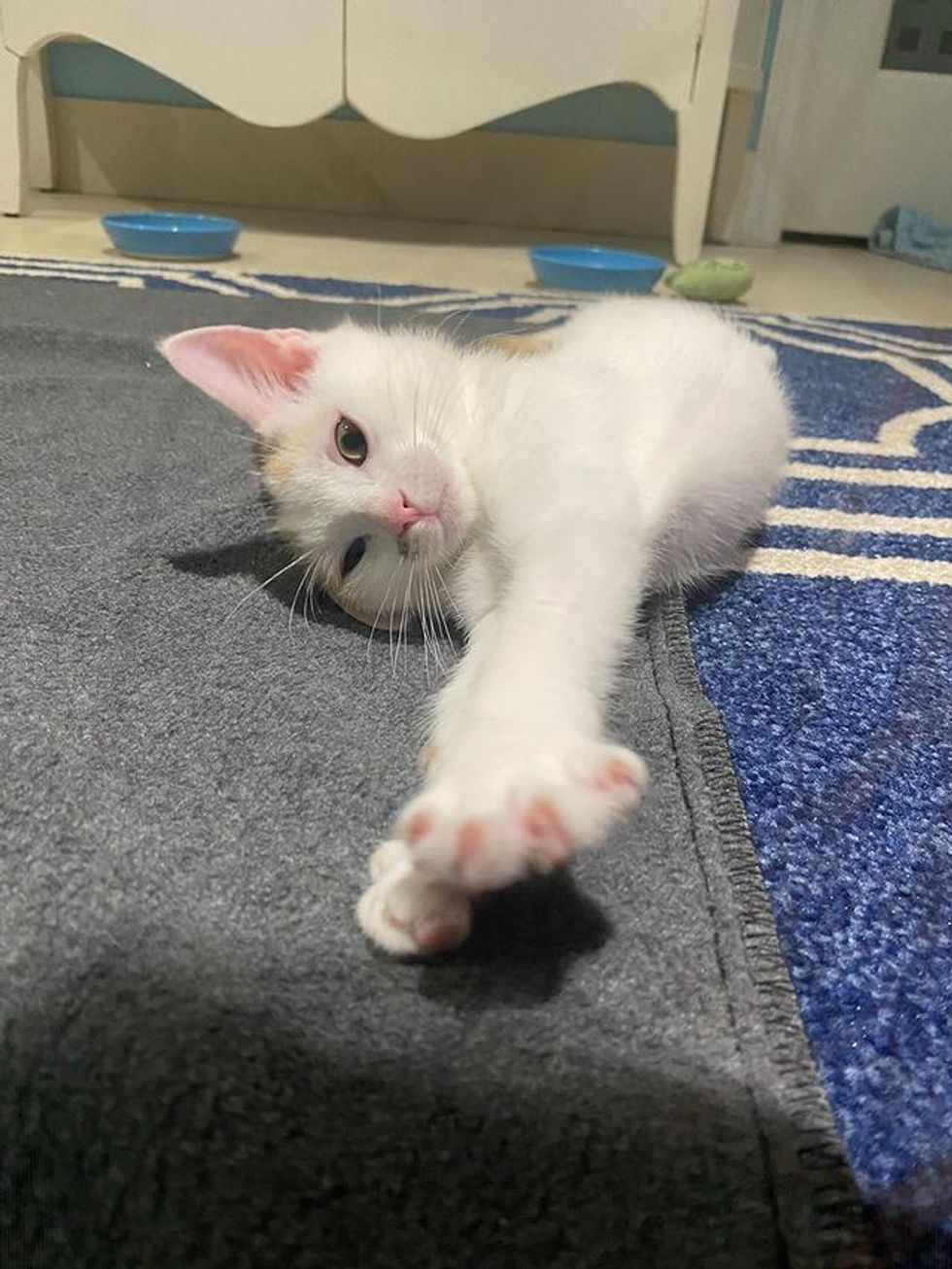 stretching kitten