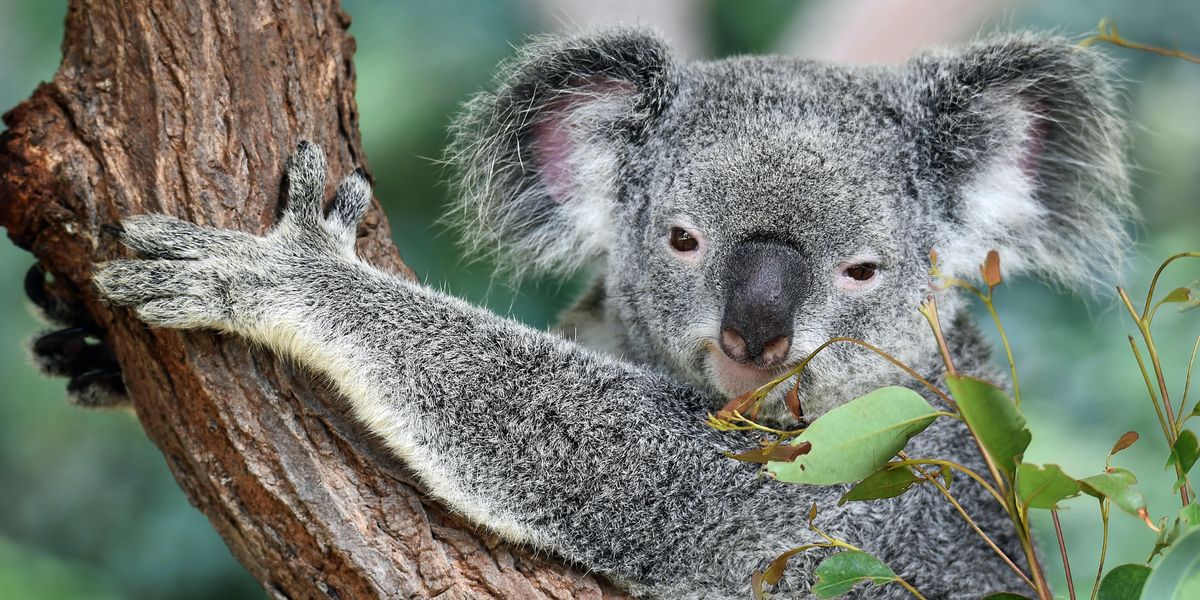 People Explain Which Animals Are Far More Dangerous Than People Think