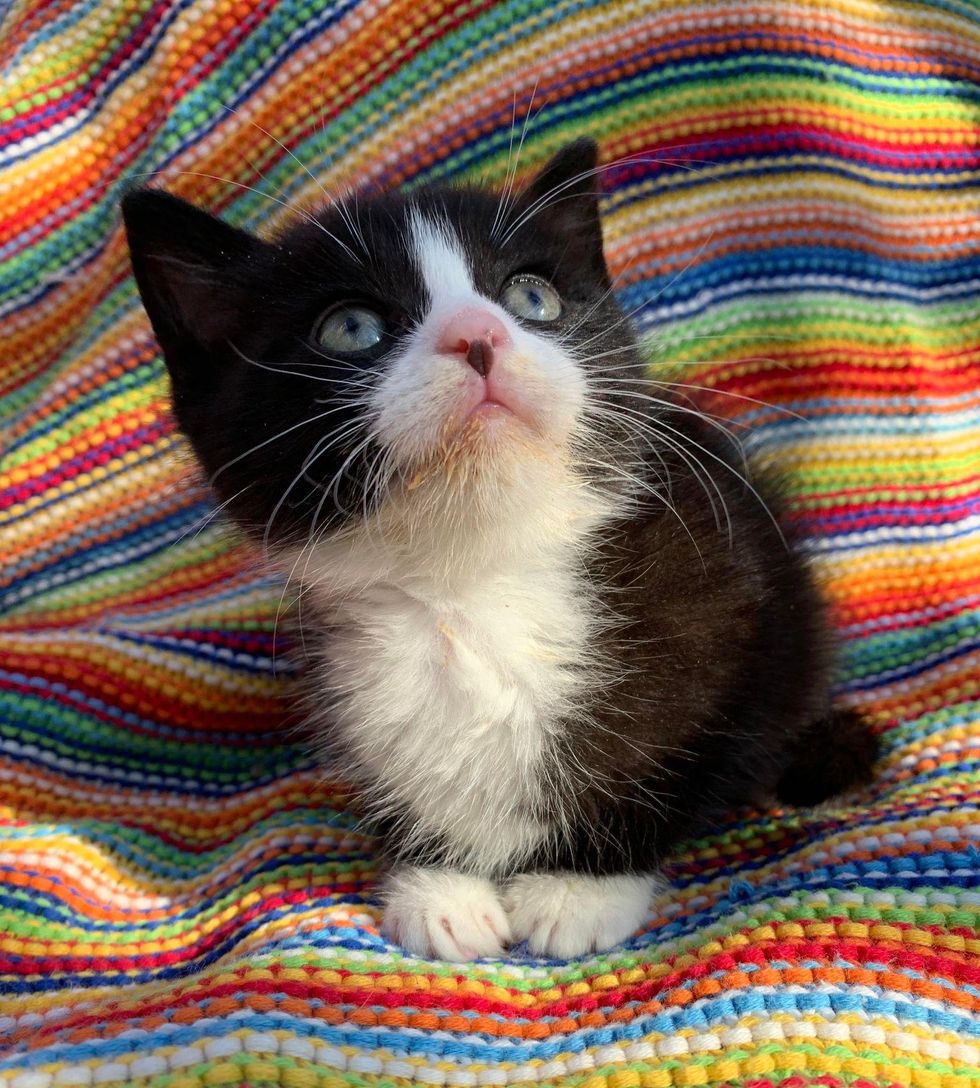 tuxedo kitten, bobble head