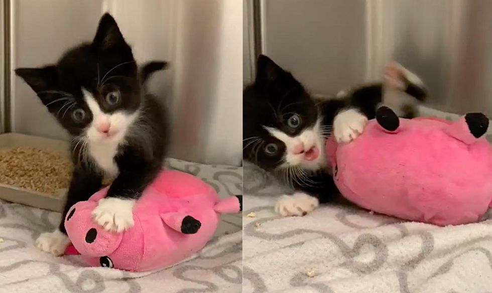 happy tuxedo kitten