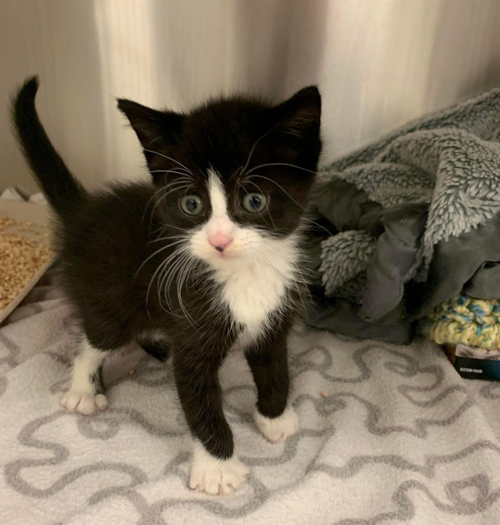 cute tuxedo kitten