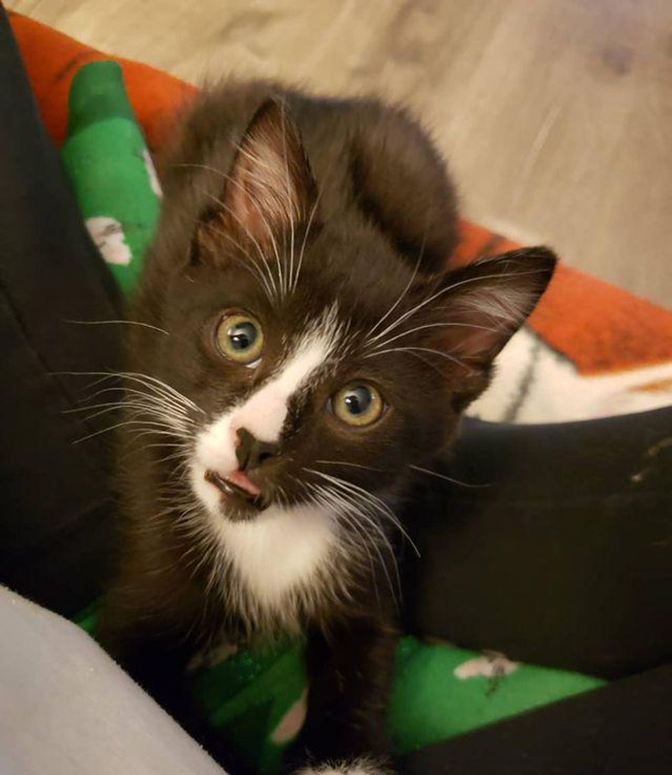 tuxedo cat