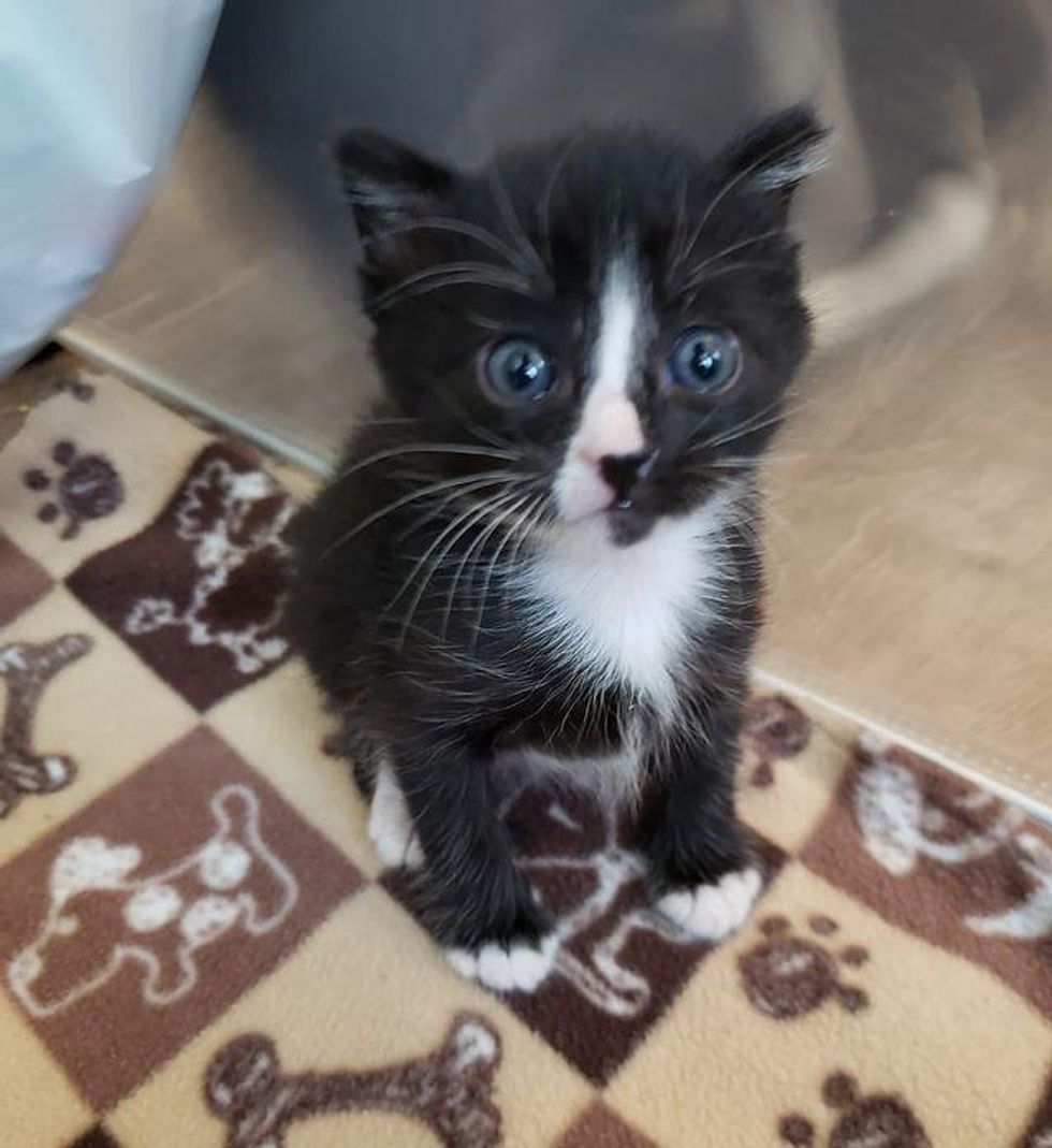 tuxedo kitten