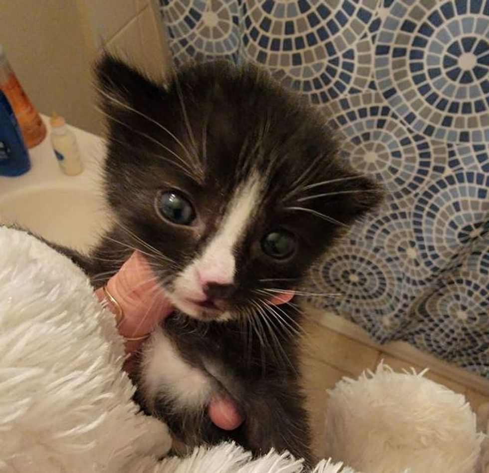 tuxedo kitten jojo
