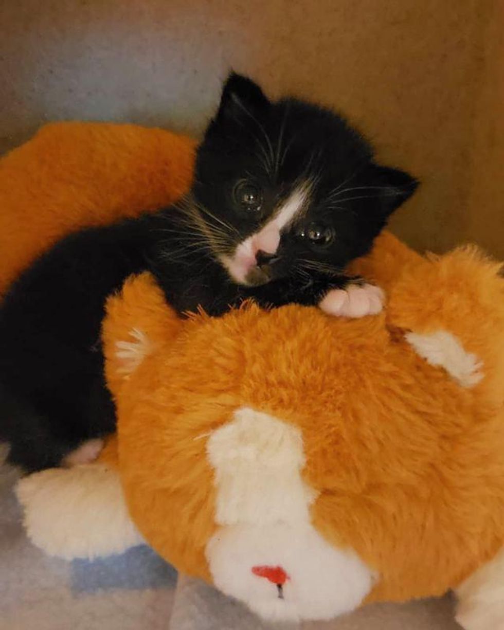 kitten cuddling