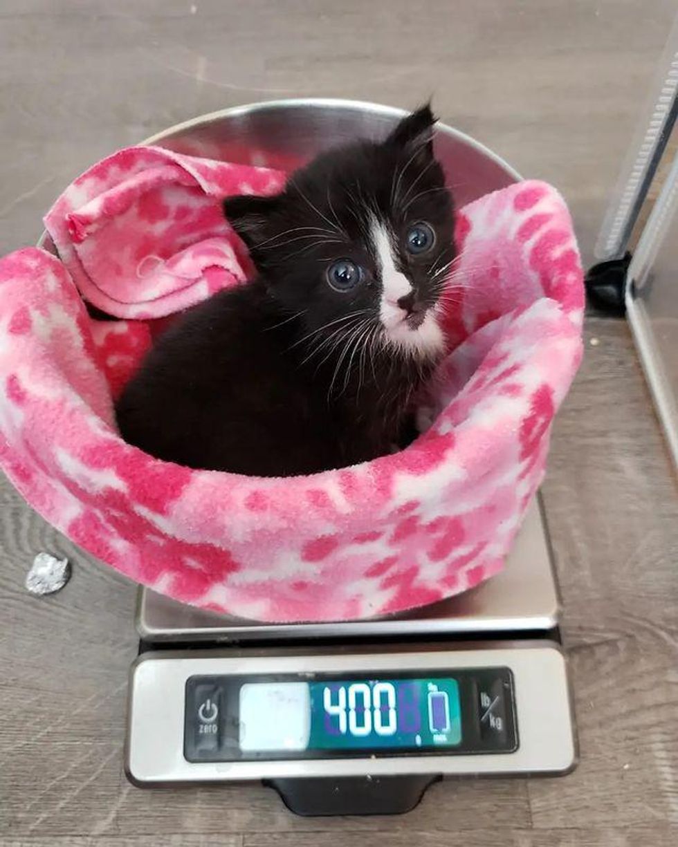 weighing kitten