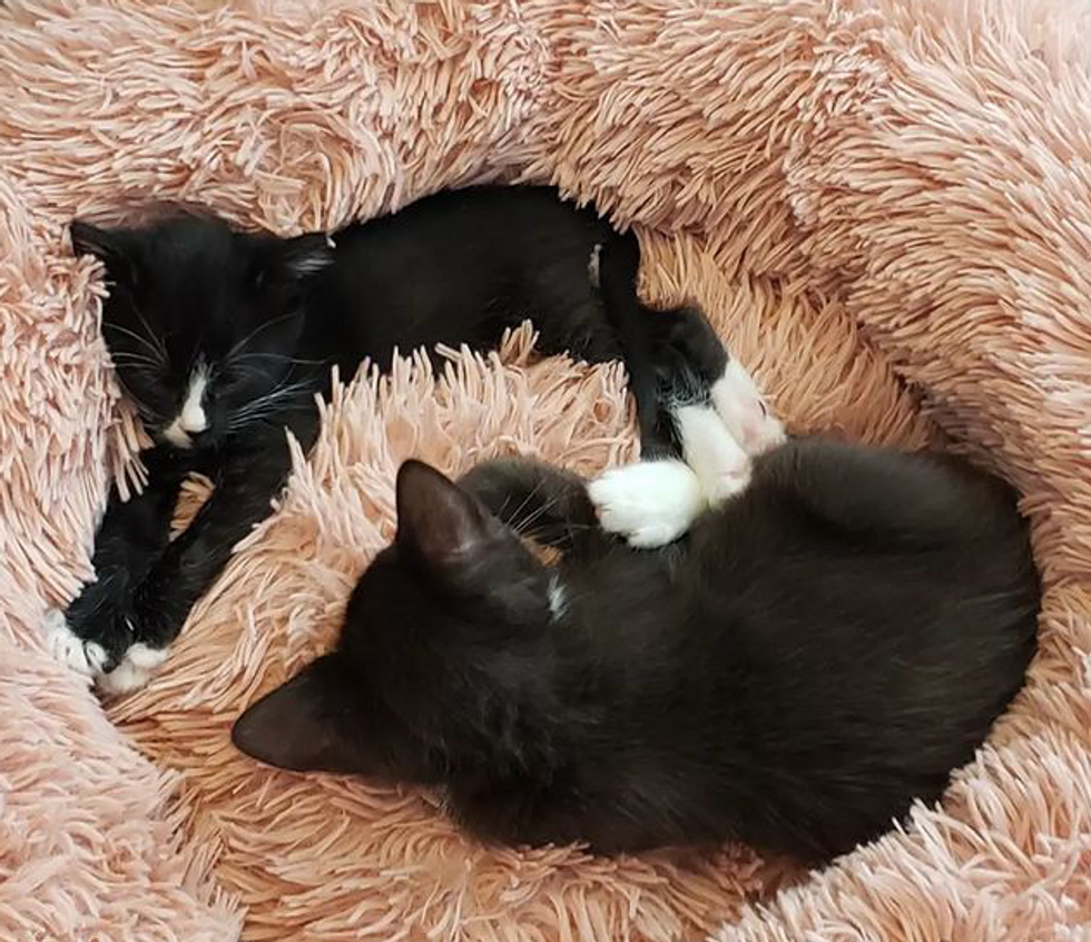 sleepy tuxedo kittens