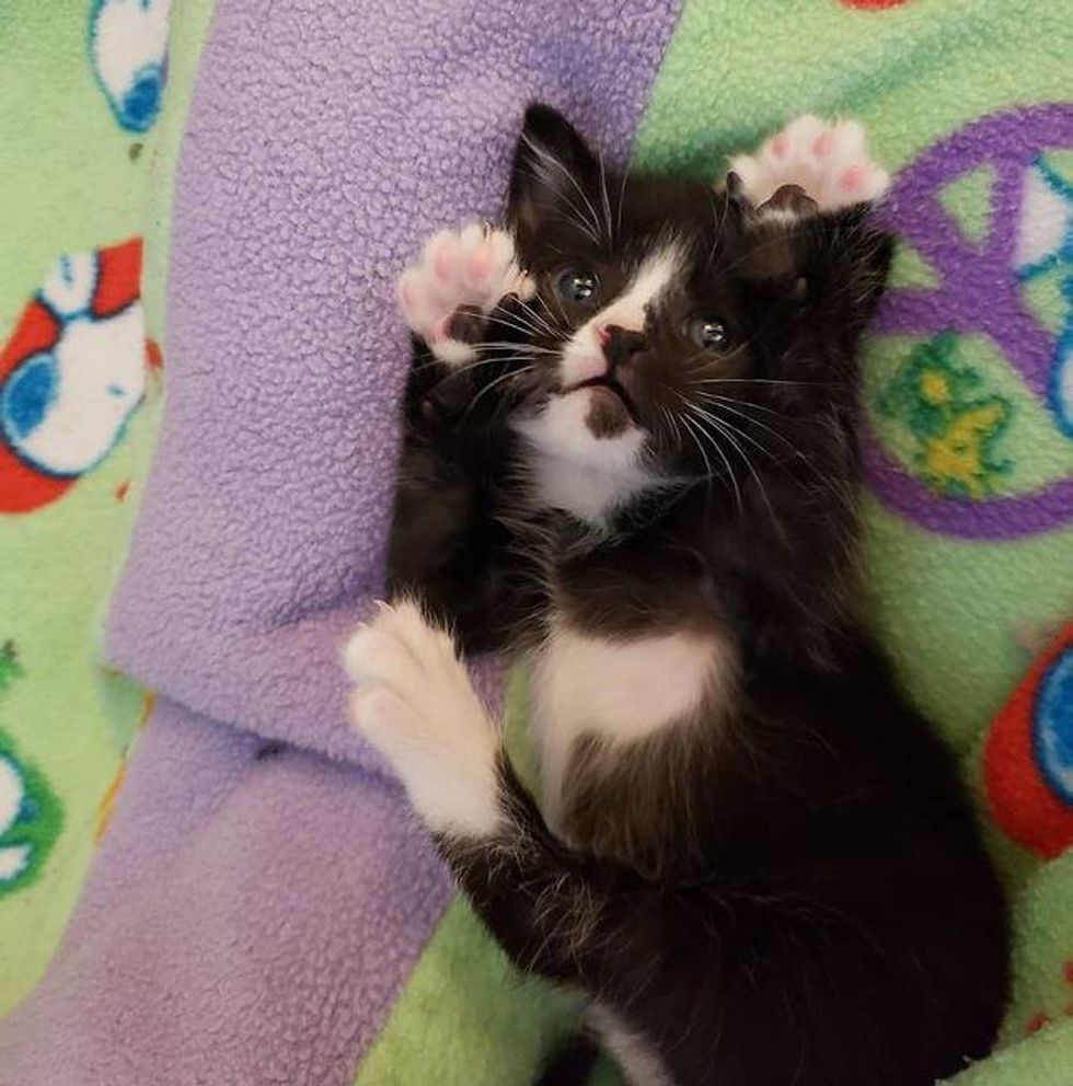 Jojo tuxedo kitten